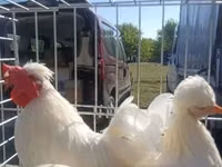 Chickens — photo 1