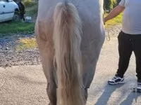 Horse (M), Horses — photo 3