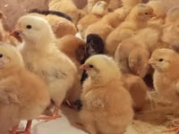 Chickens — 照片 8