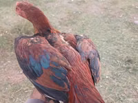 Chickens — 照片 3