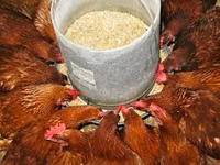 Chickens — फ़ोटो 1