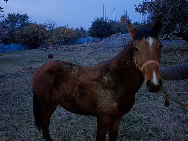 Farasi dume, Tiger horse