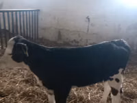 Cow, Simmental cattle — photo 2