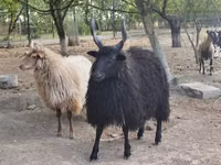 Sheep, Racka sheep — photo 3