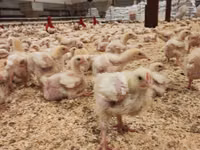 Chickens — 照片 6