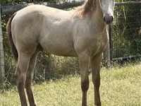 घोड़ा, Kentucky mountain daddle horse — फ़ोटो 2