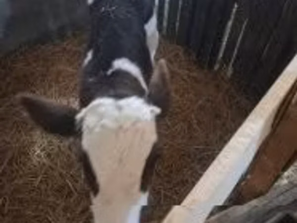 Bull, Cattle
