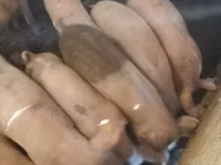 Boar, Pigs — photo 5