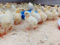 Chickens — 照片 3