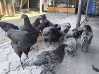 ऑस्ट्रेलॉर्प — फ़ोटो 2
