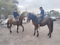 Faras, Thoroughbred horse — sawirka 7