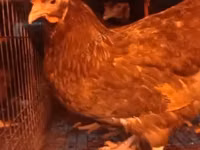 Chickens — फ़ोटो 8