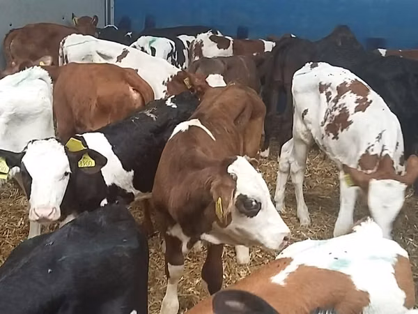 ثور, Simmental cattle