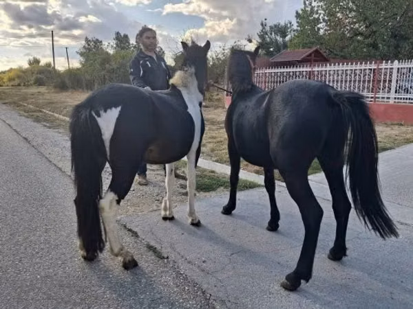 Horse (M), Horses