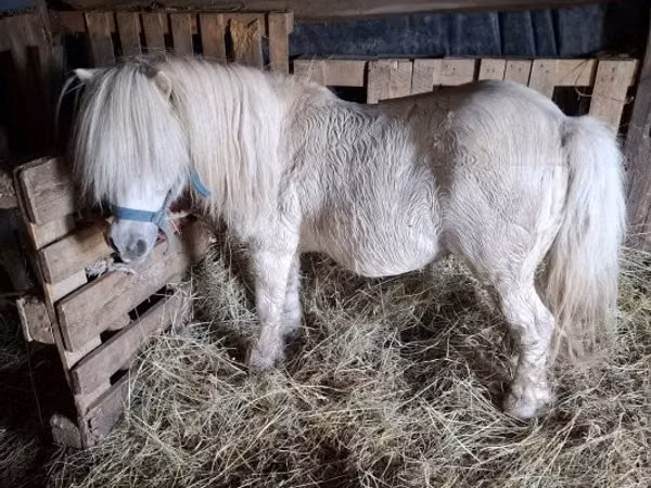 Faras, Horses