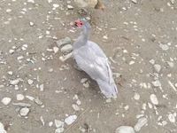 Ducks — फ़ोटो 1