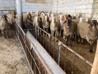 Sheep, Awassi sheep — photo 2