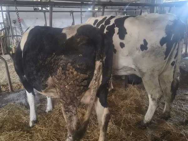 गाय, Russian Black pied cattle