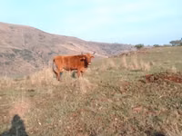 Vaca, Nguni cattle — foto 2
