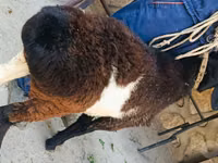 मेढ़ा, Hissar sheep — फ़ोटो 2