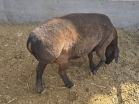भेड़, Hissar sheep — फ़ोटो 2