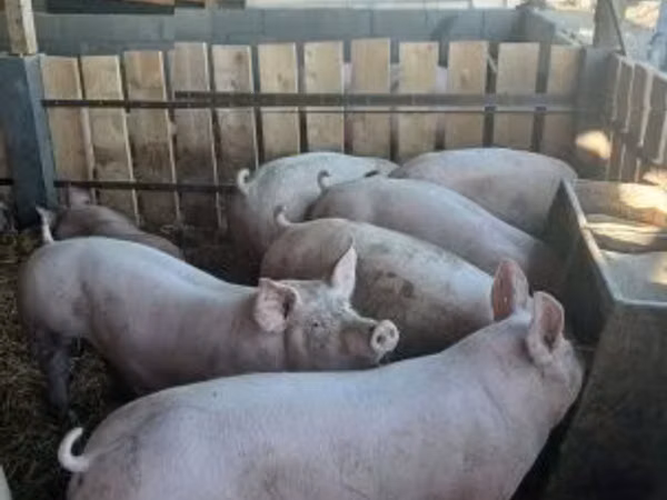 Boar, 