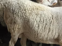 मेढ़ा, Assaf sheep — फ़ोटो 4