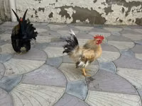 Chickens — picha 4