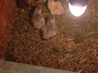Chickens — photo 4