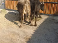 Bull, Alatau breed — photo 3