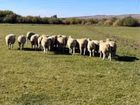 Ram, Australian merinos sheep — photo 4
