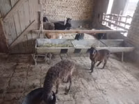 绵羊（批次，未指定性别）, Sheep — 照片 1