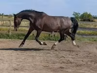 公马, Dutch warmblood horse — 照片 1