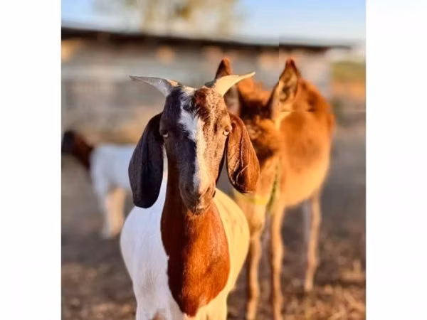 Goat, Boer goat