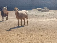 Ram, Ordabasy sheep — photo 1