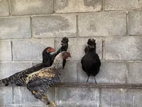 Shamo chickens — photo 3