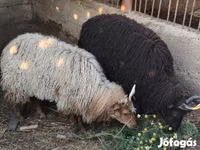 Sheep, Racka sheep — photo 1