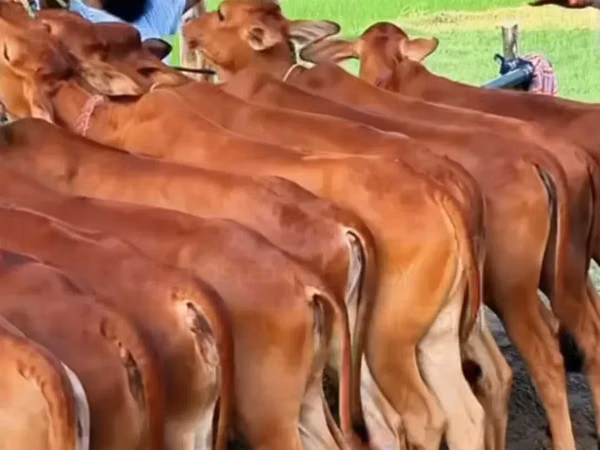 Vaca, Ganado vacuno