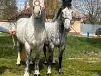 Horse (M), Horses — photo 1