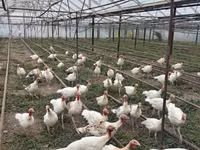 Broad Breasted White — sawirka 2