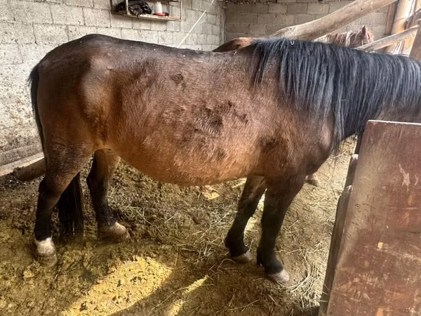 Faras dhaddig, Horse breed