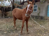 Yegua, Caballos — foto 3