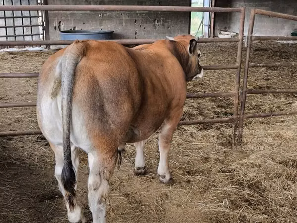 Toro, Partenaise cattle