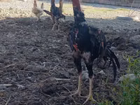 Chickens — 照片 2