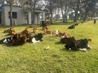 Cattle (batch, sex not specified), Cattle — photo 7