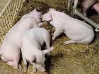 猪（批次，未指定性别）, Pigs — 照片 2