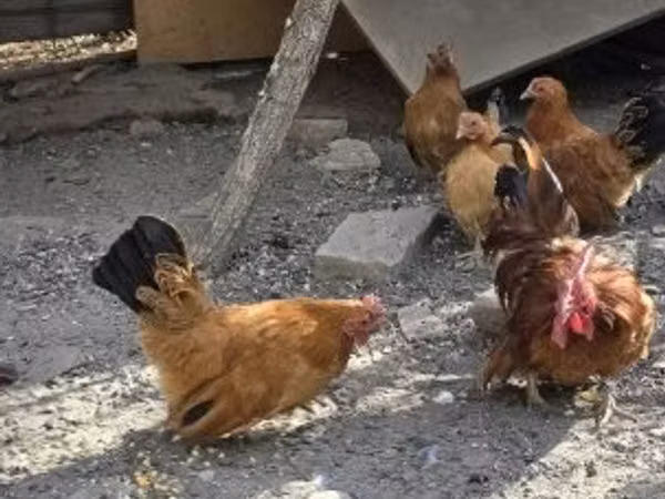 Chickens