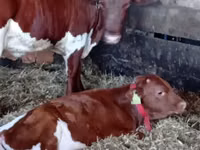 मवेशी (लॉट, लिंग निर्दिष्ट नहीं), Simmental cattle — फ़ोटो 1