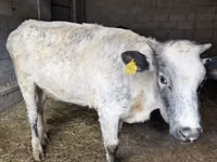 母牛, Swiss cattle — 照片 5