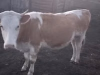 Dibi, Kazakh White-headed cow — sawirka 2